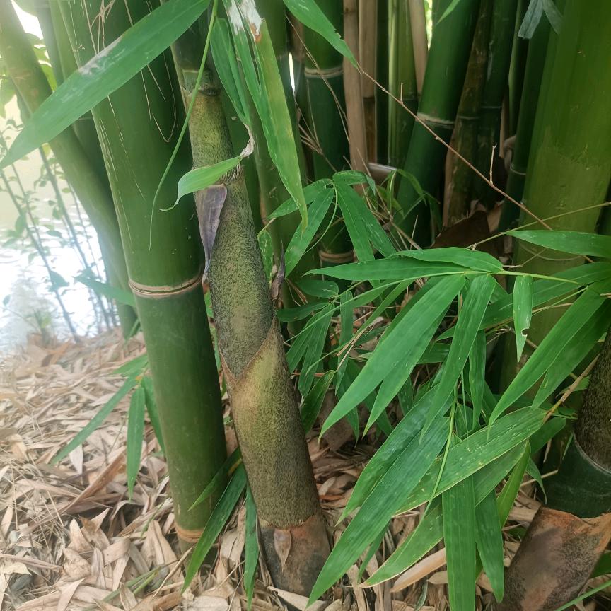 牧野逐风