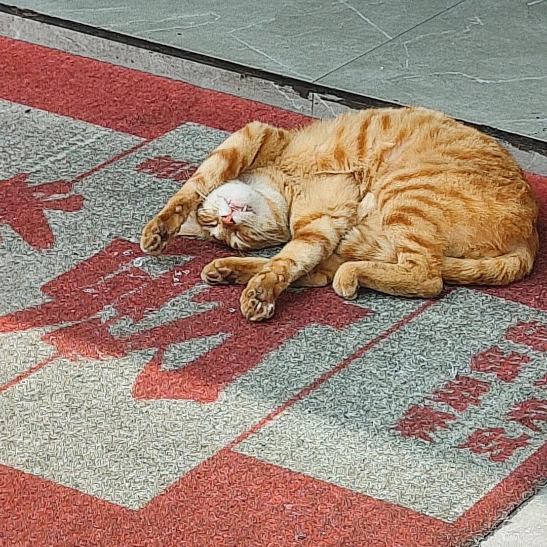 黄豆不会喵₍˄·͈༝·͈˄*₎◞ ̑̑