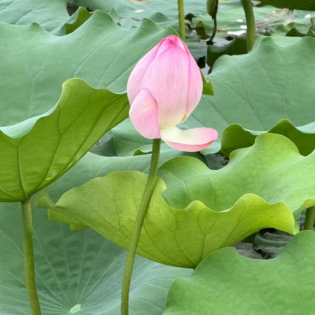 明天会更好tao