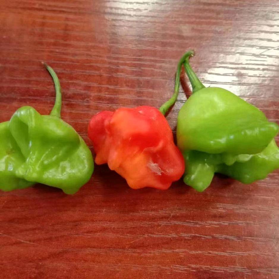 单身猪过好余生