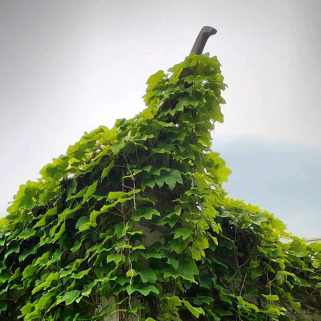 能量书画创始人