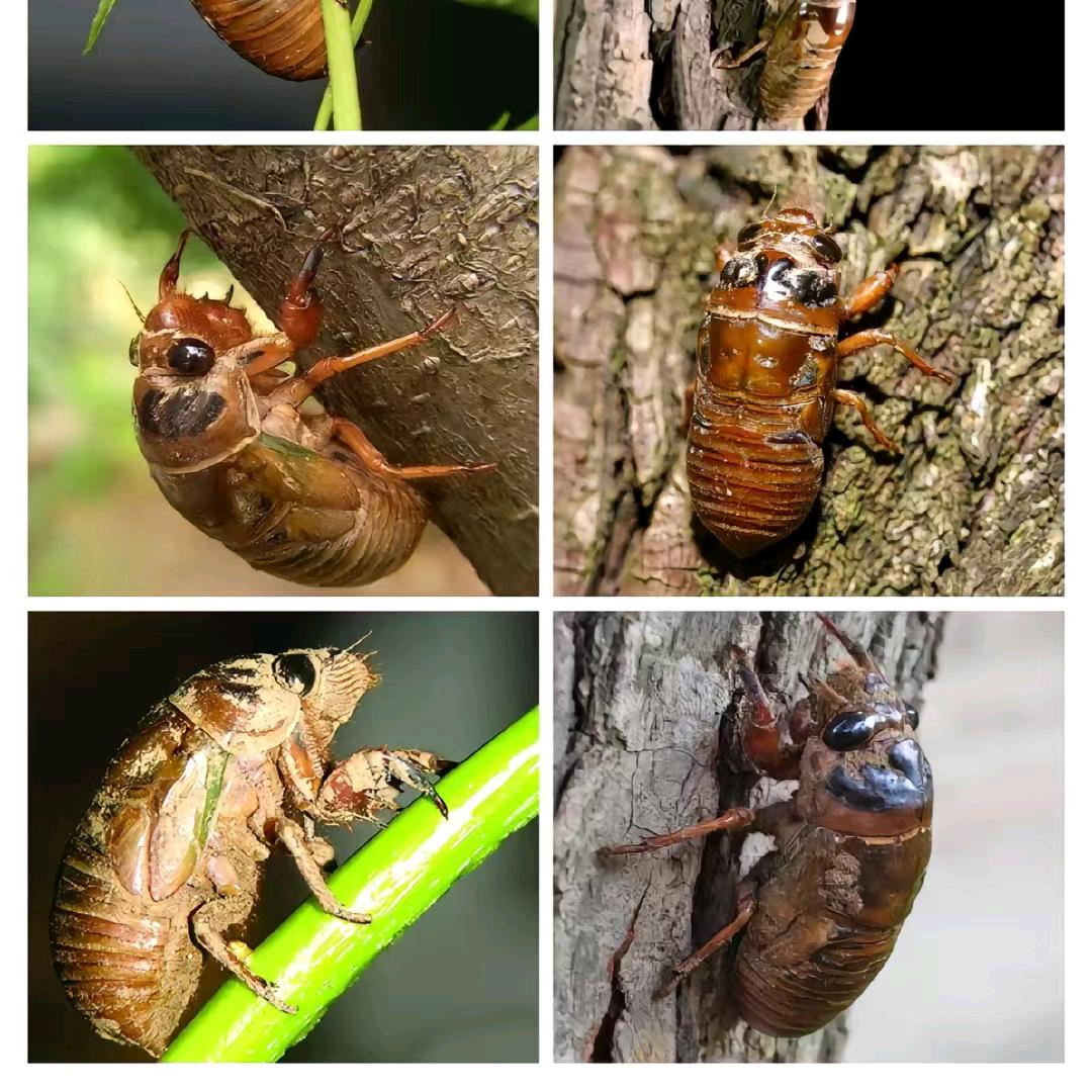 舒瑞金蝉养殖基地