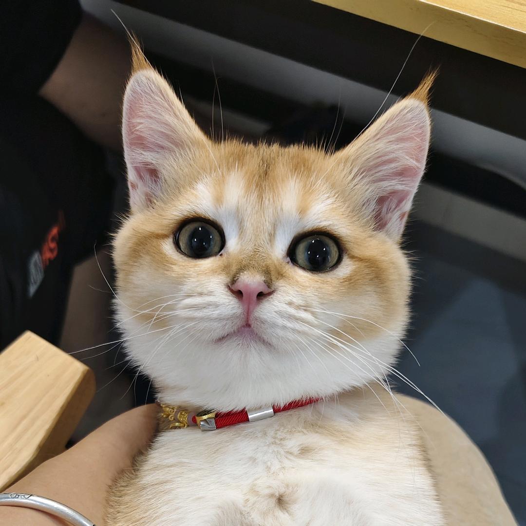 吐司是只小喵喵