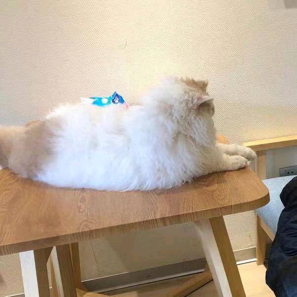 绝世姛厨