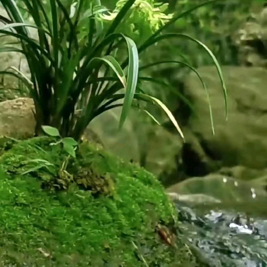 英子🌺头像