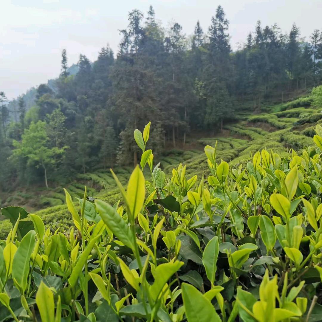 马边荞坝镇一芽茶香（自产自销）