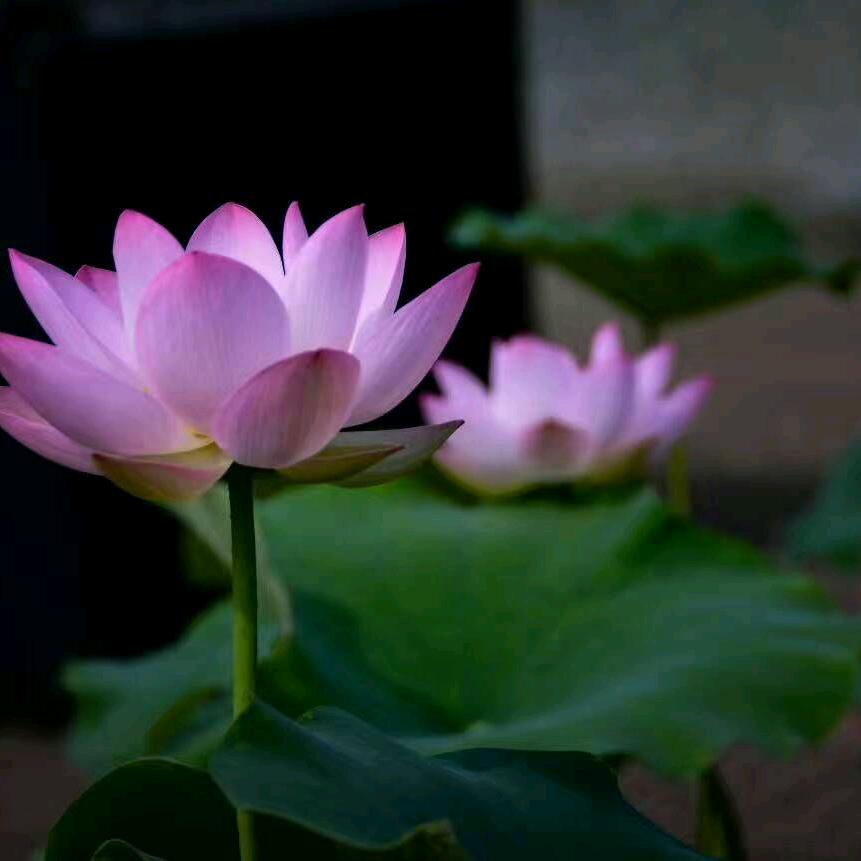@夕阳红