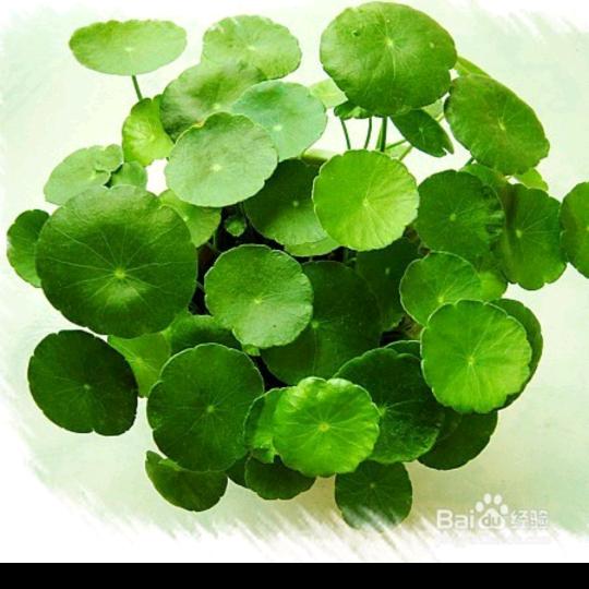 清清白白
