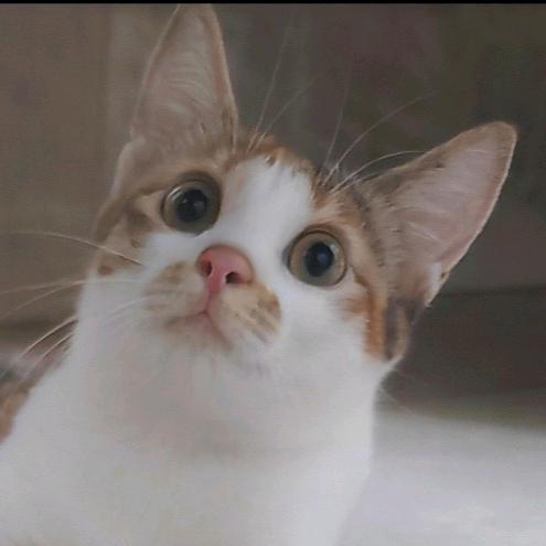 花花🐈🐾