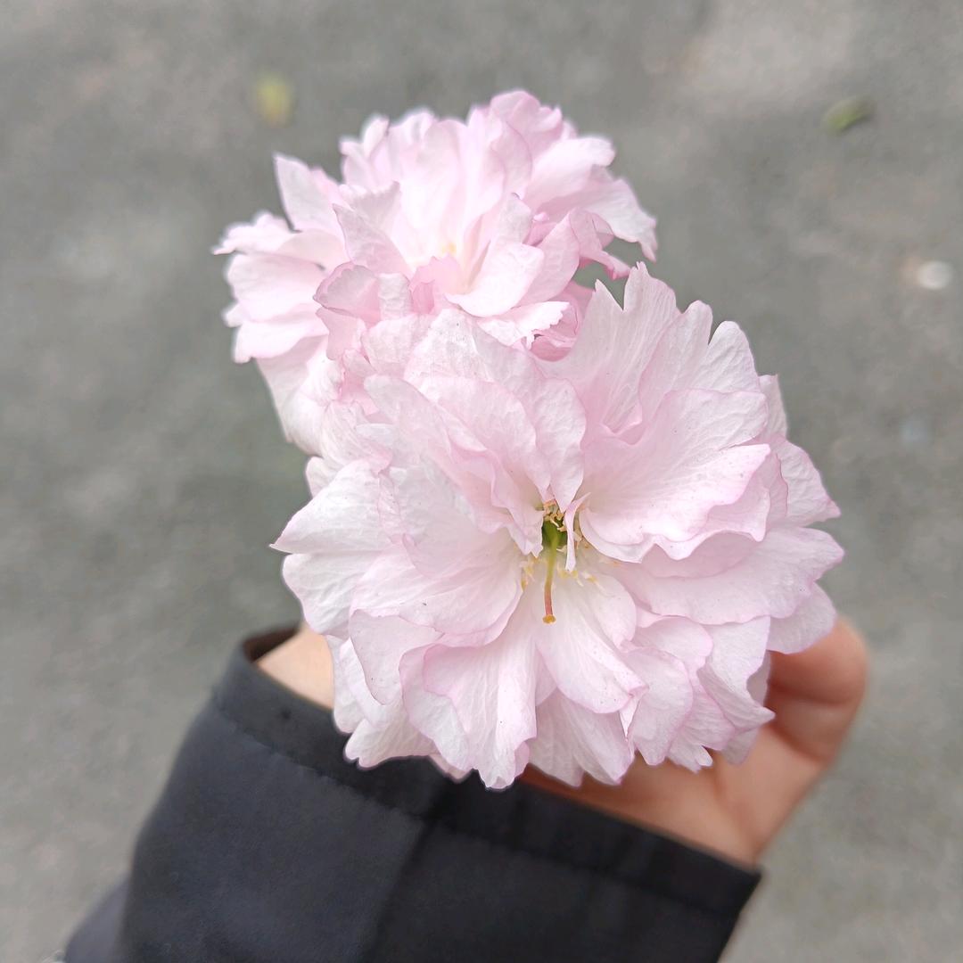 蓝微