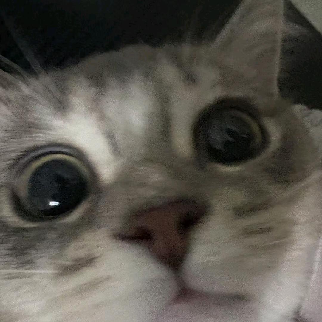 真的不爱吃鱼