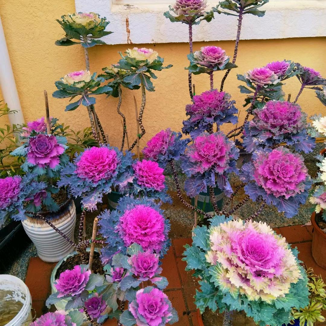 路姐花卉店