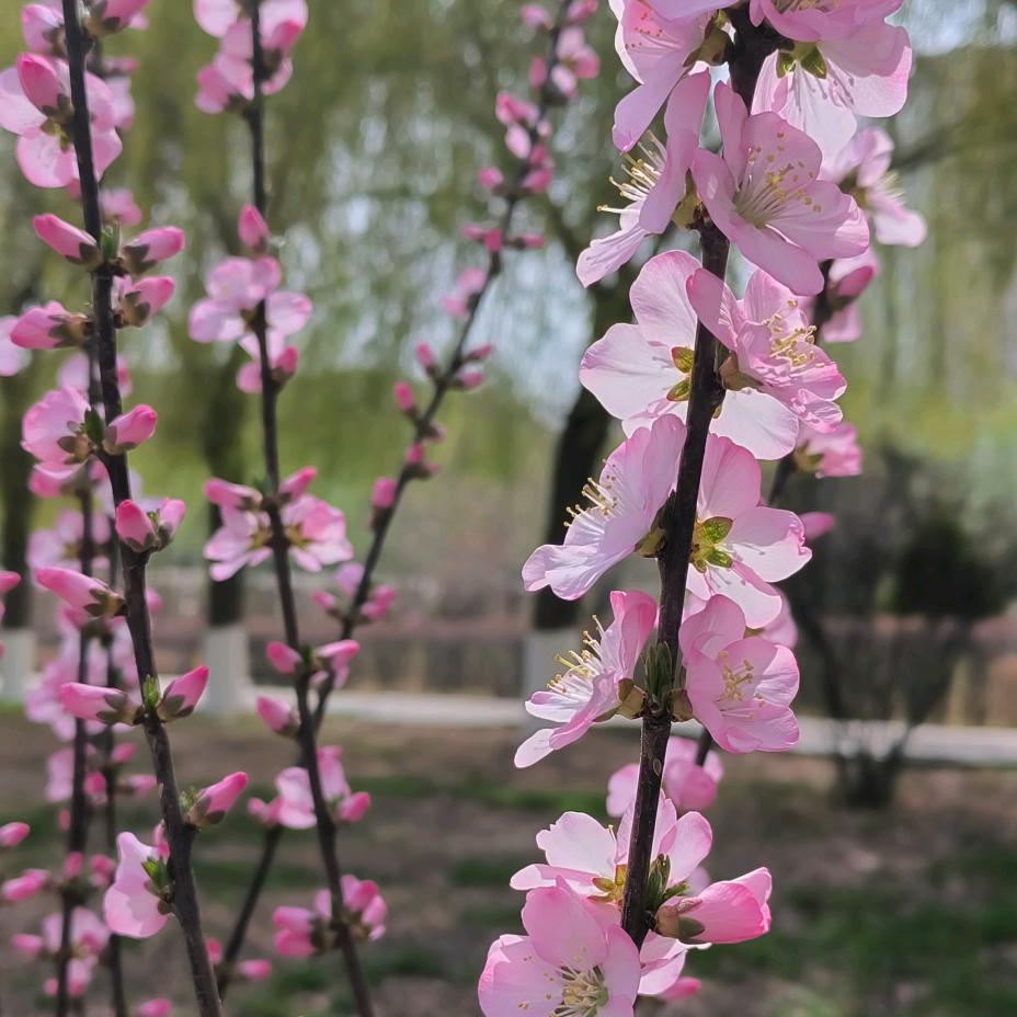 ໊ོএꦿ᭄༄米粒ꦿ᭄༻