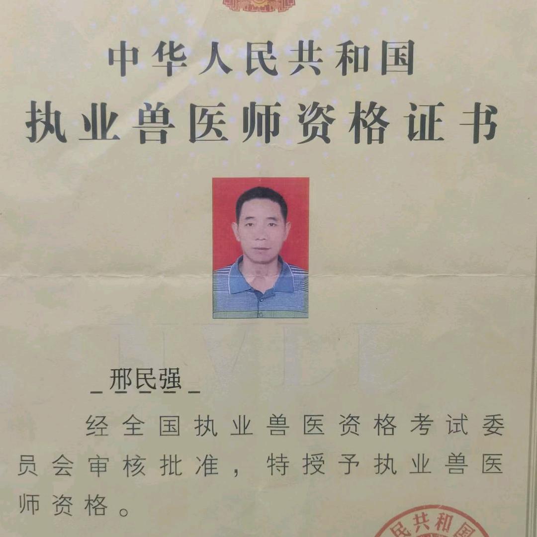 兽医强哥养鹅