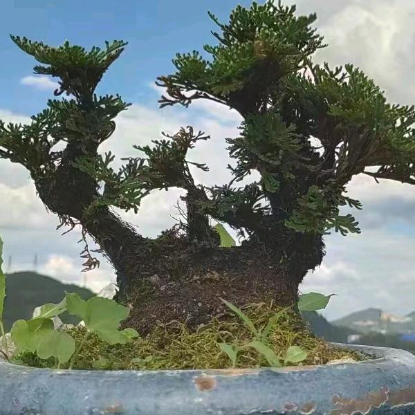 人间仙草绿植园艺的头像