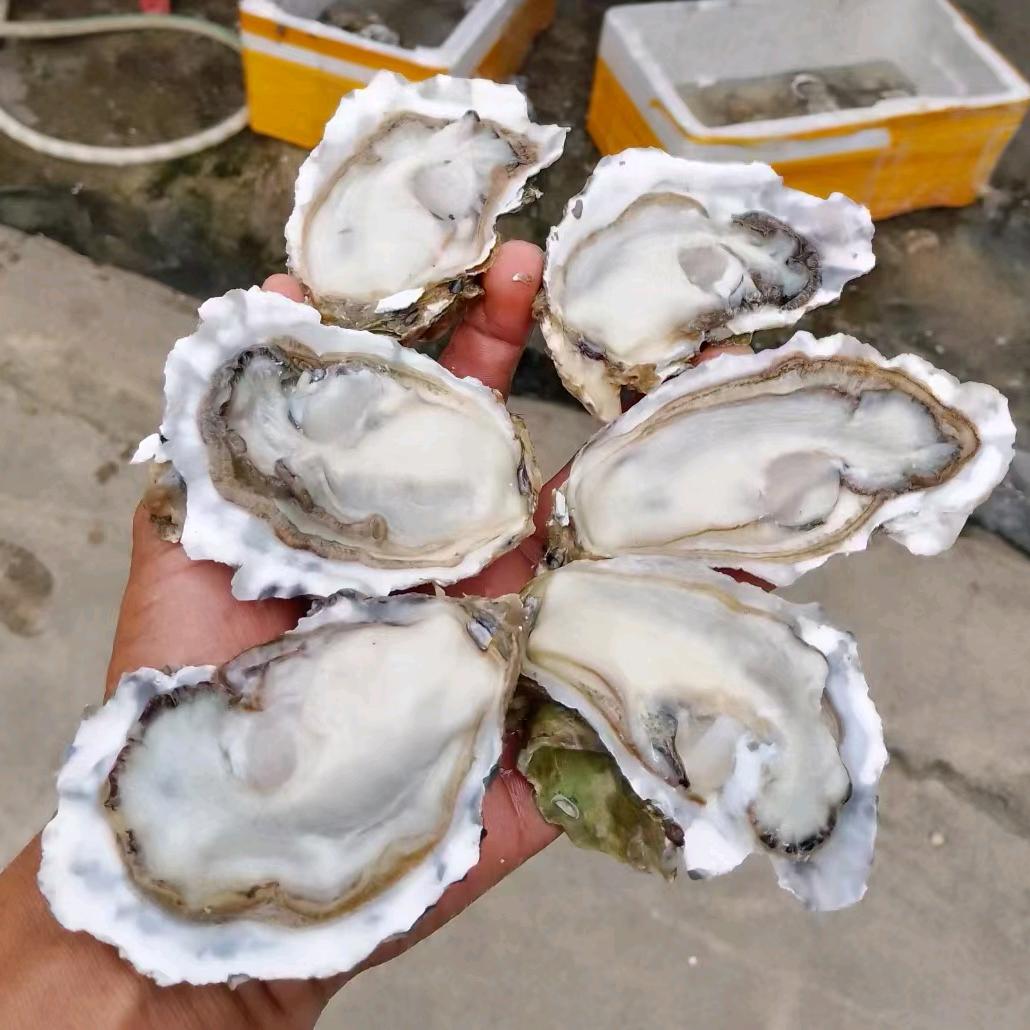 精品乳山生蚝批发
