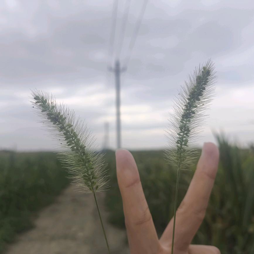 薅毛毛