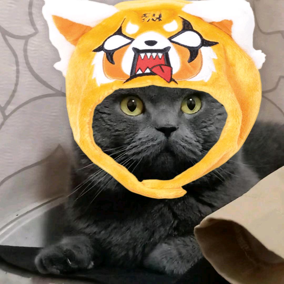 老八猫_zZ