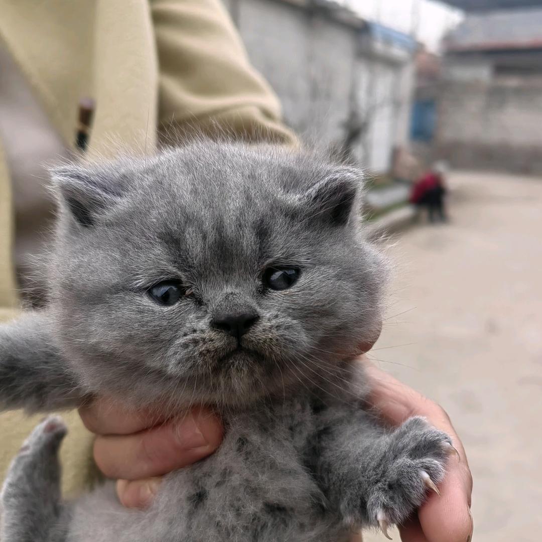金秋叶無