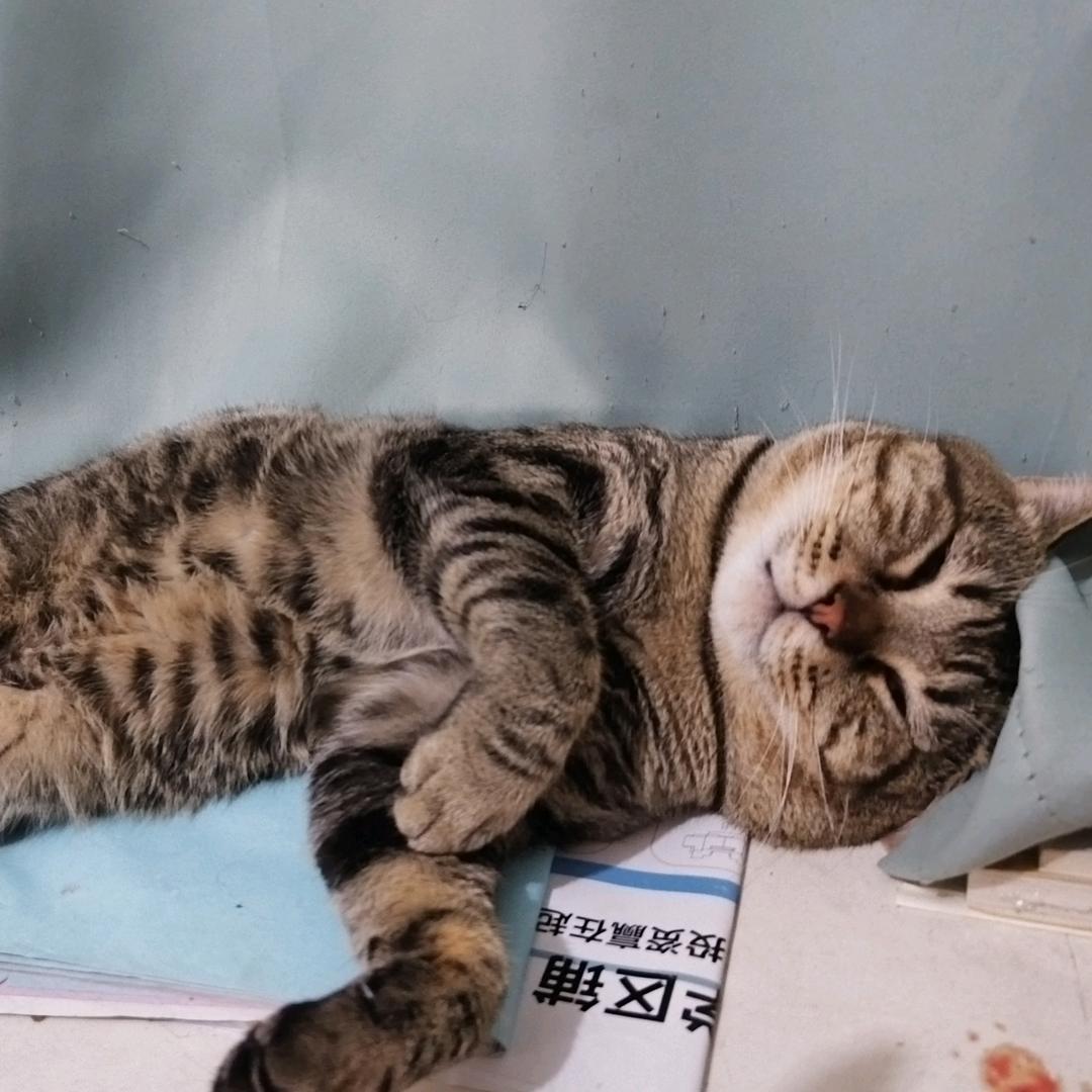 狸花猫爱读书