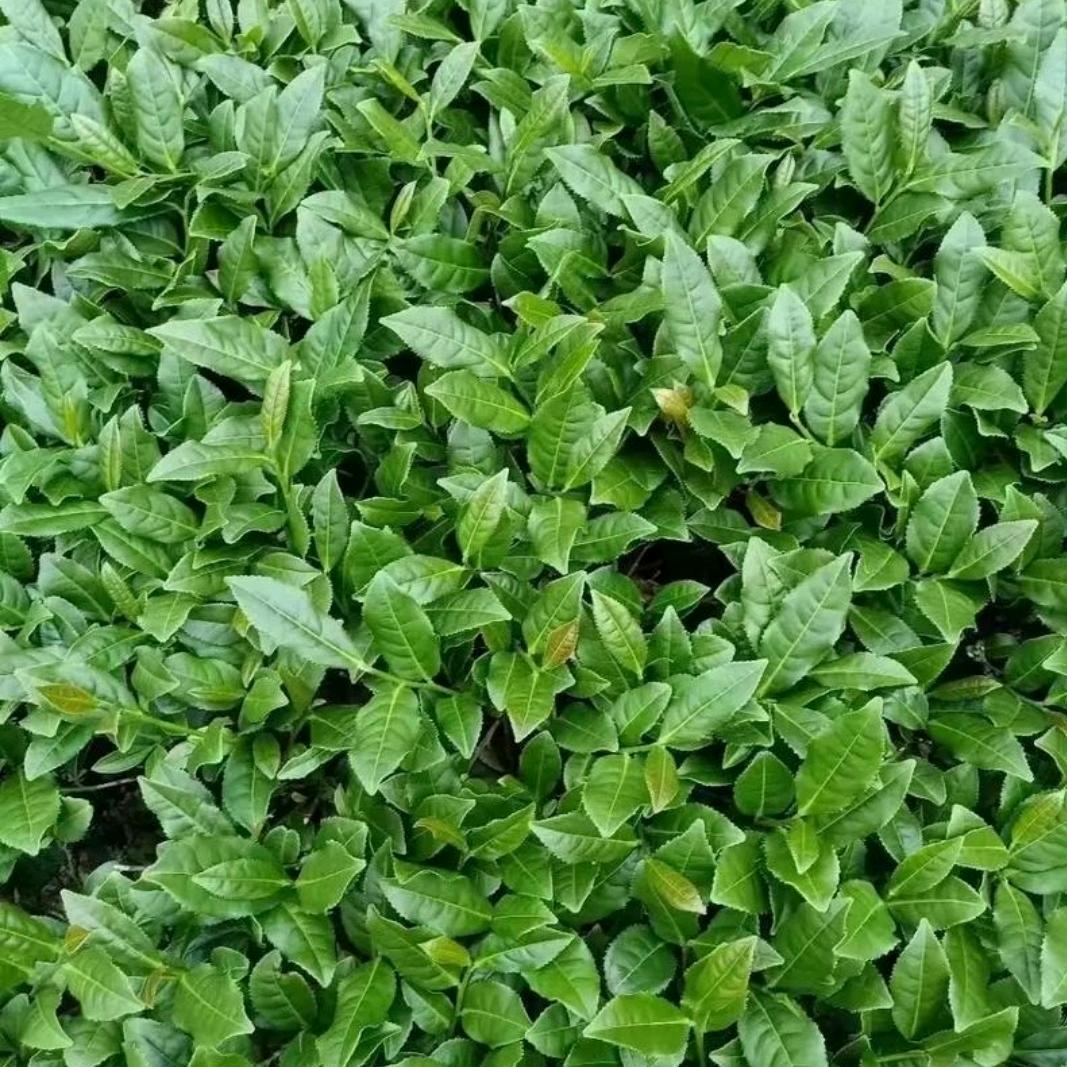 明优选