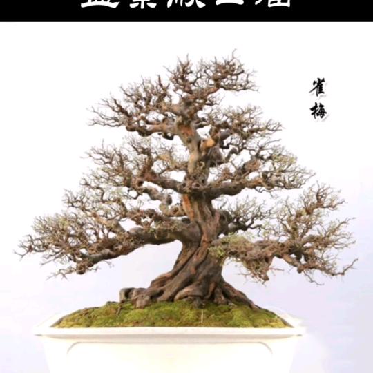 如田