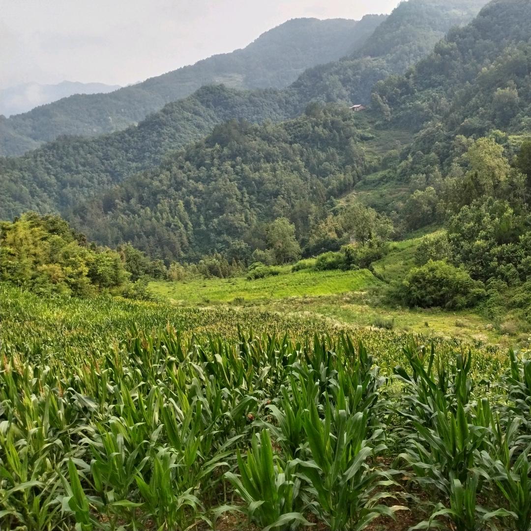 秦巴，三农