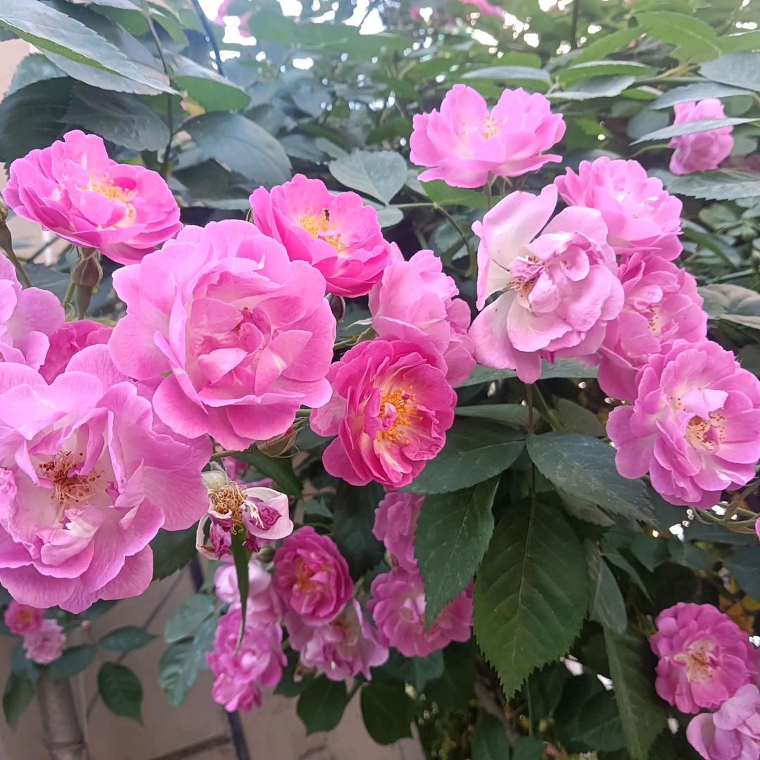 高兴每一天