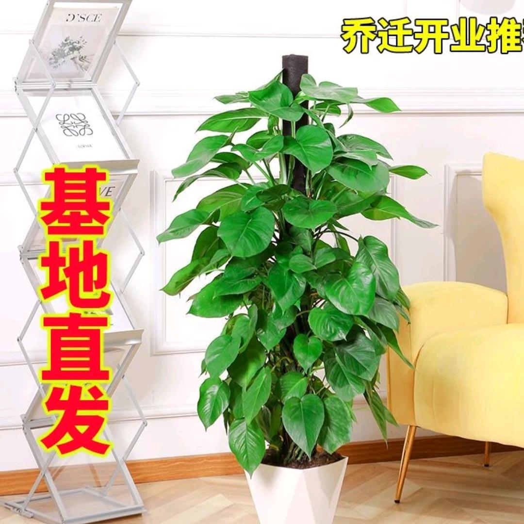大盆栽基地直发