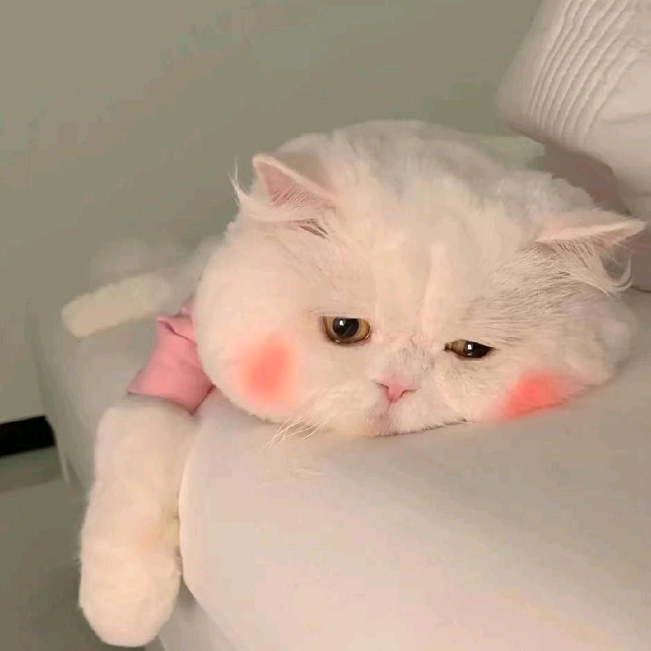 夏播––不下播🌸