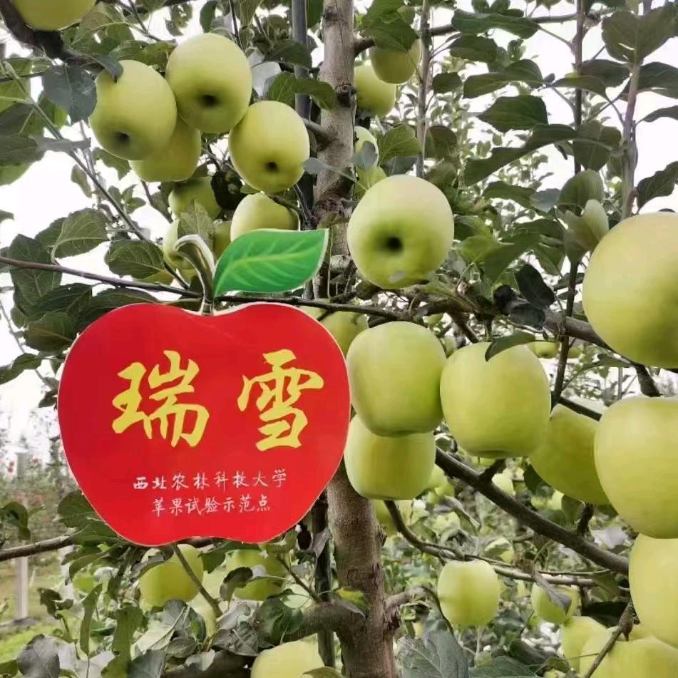 长寿原水果直供