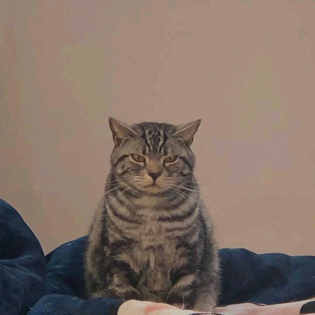 洋怼怼
