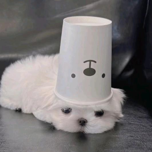 Sunny Yipet宠物服饰🐾