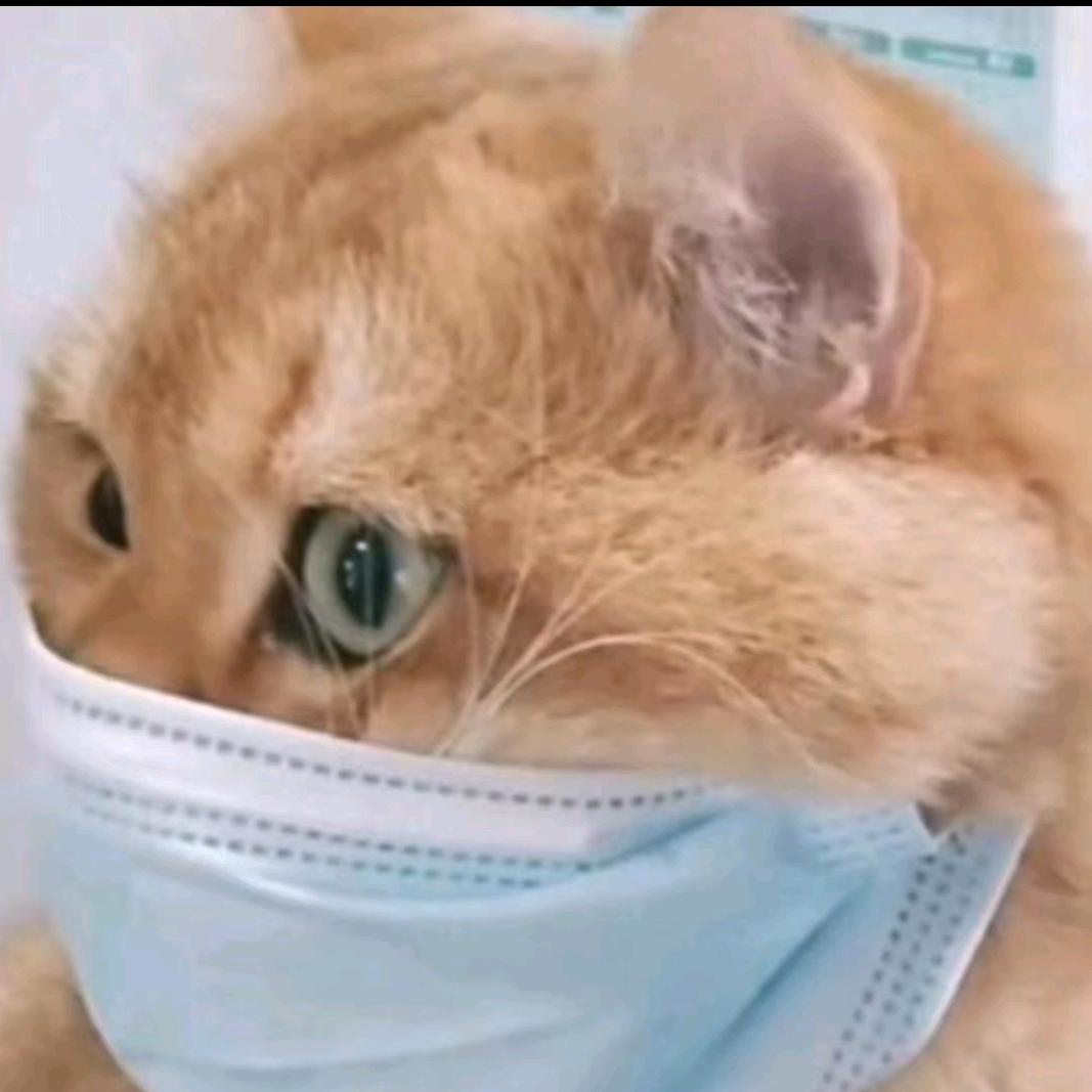 白血病的猫