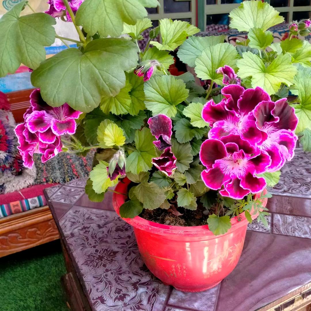 🎀巴桑曲宗🎀