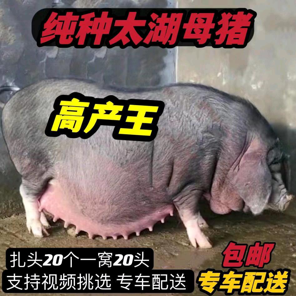小妹养殖