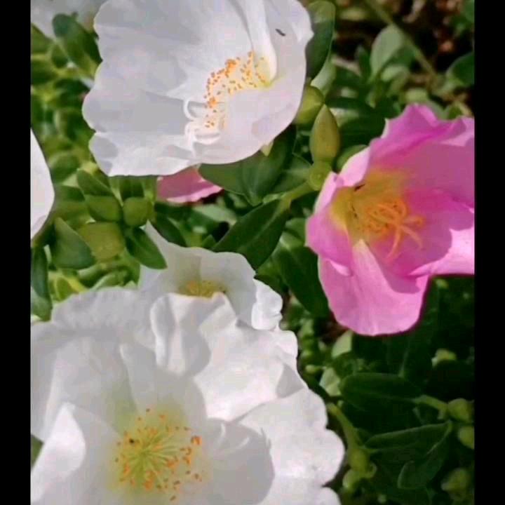 遇上你是我的缘🐰🌹