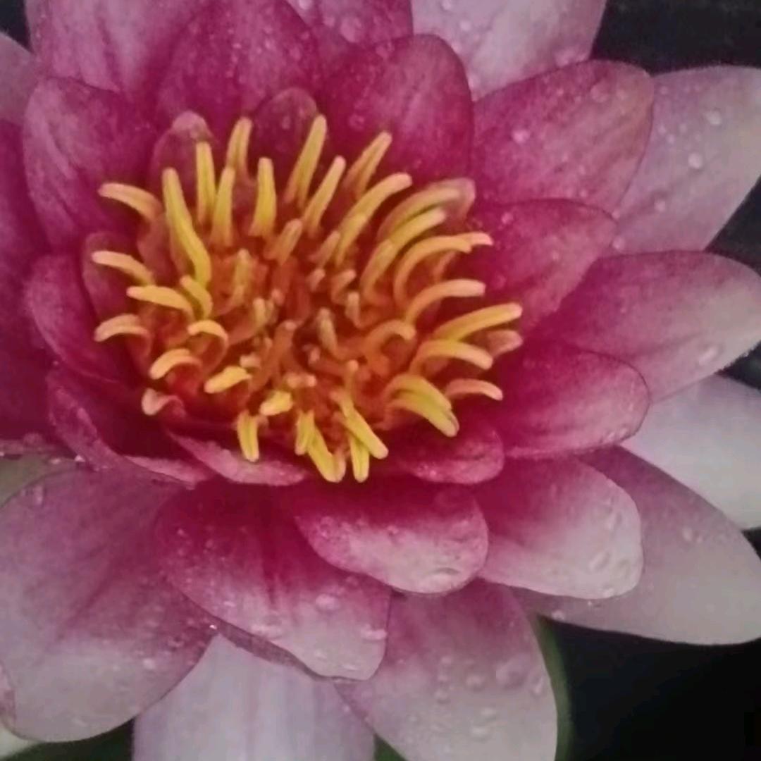 🌈🌈🌈芳菲