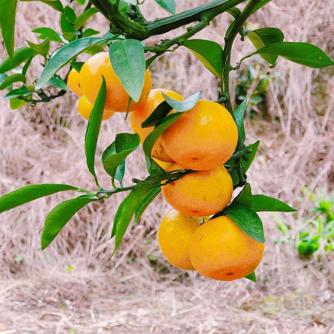 鸿煦生鲜农产品甄选