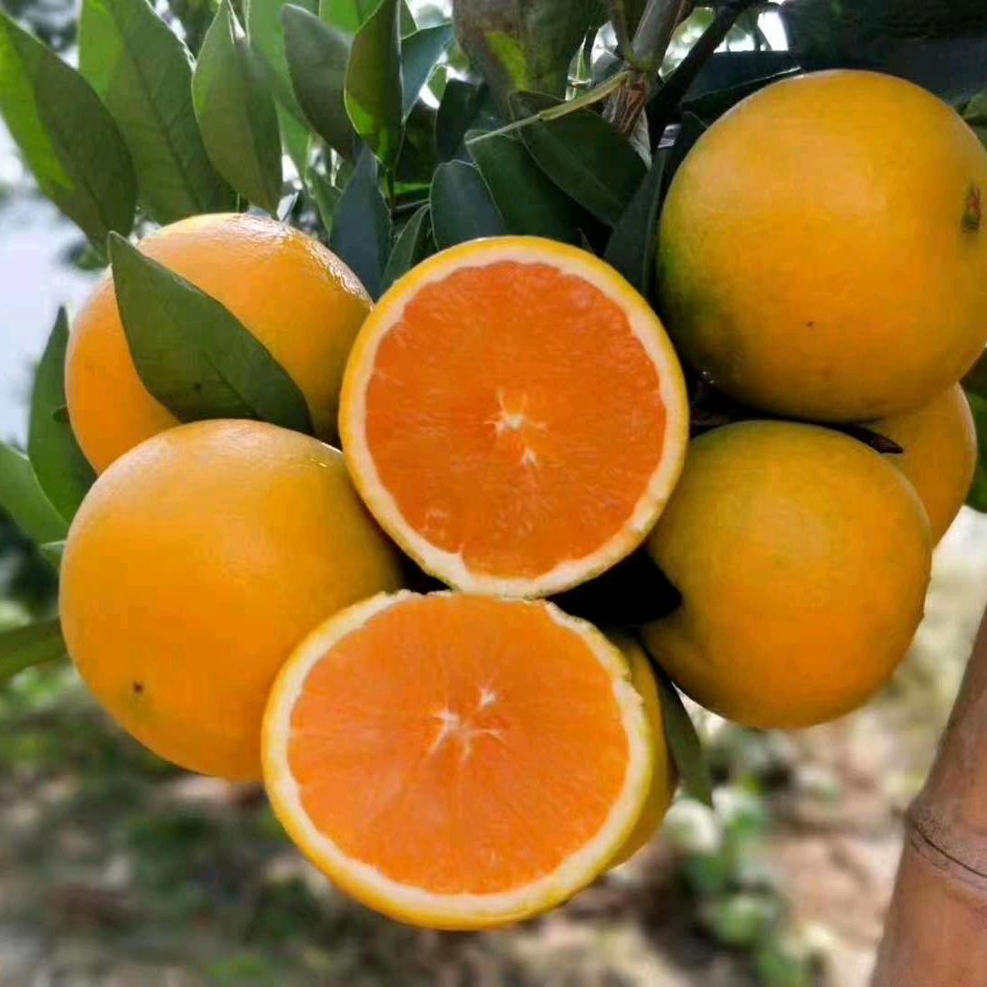 卖橙子的小姐姐