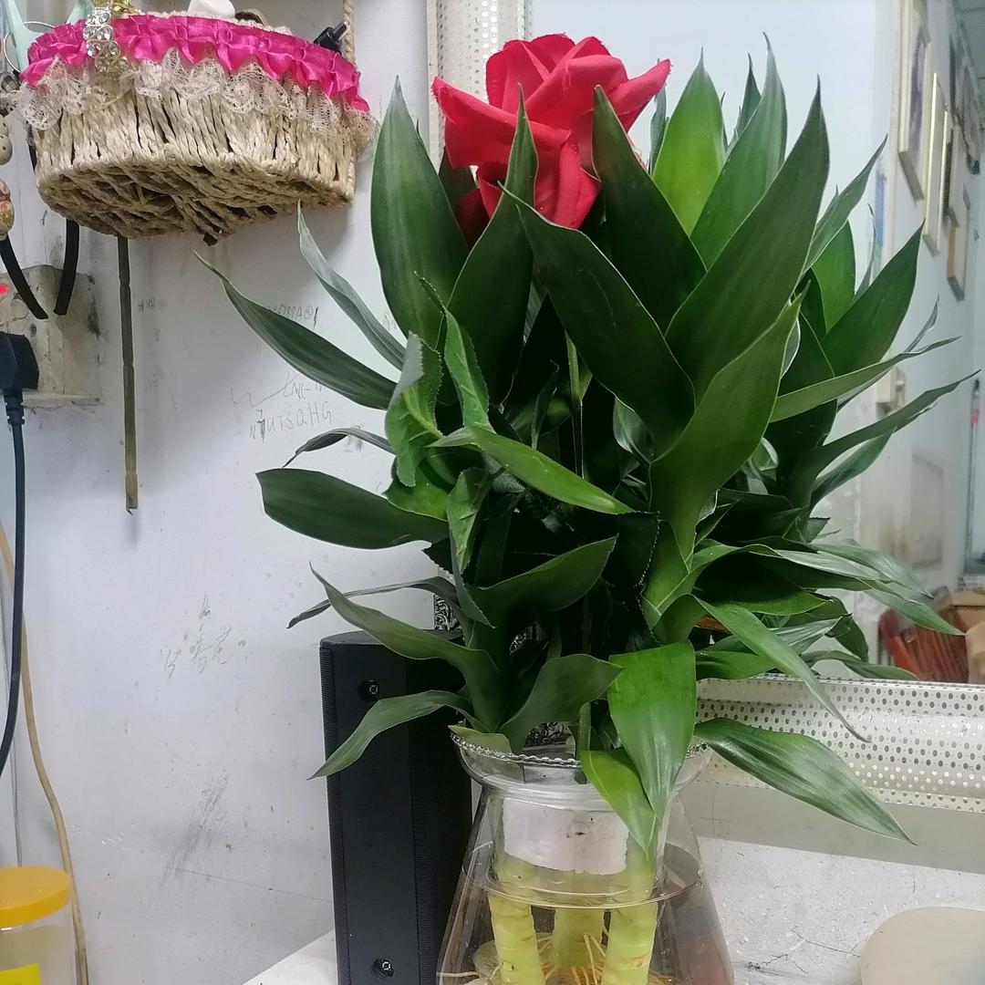 忆芬