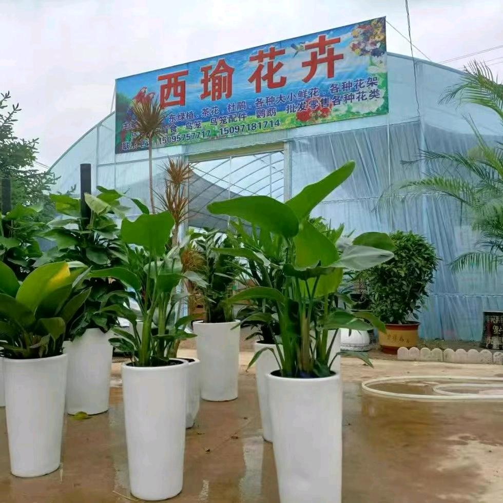 礼县西瑜花卉