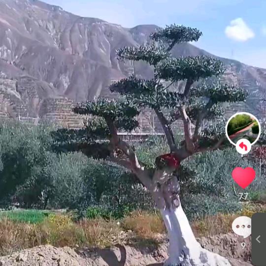 林伟市政园林