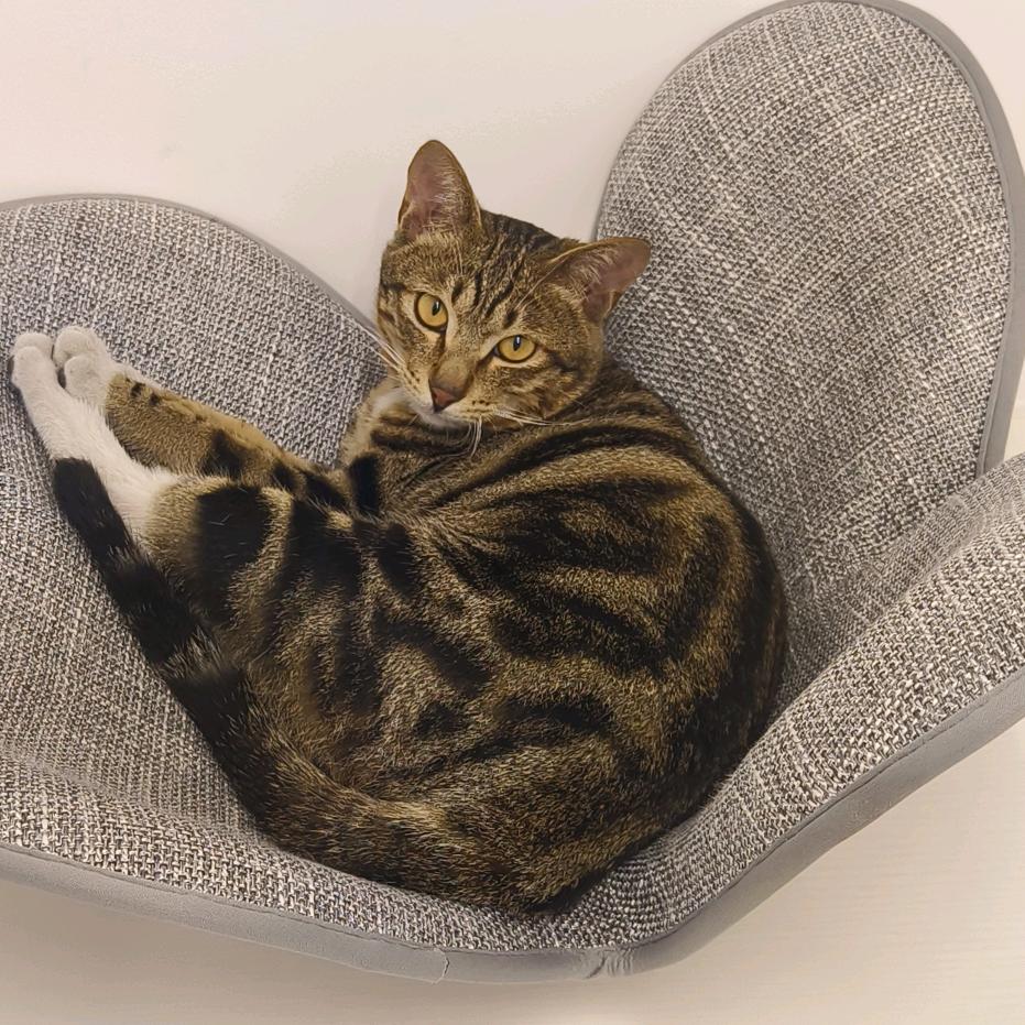 紫牛猫店长