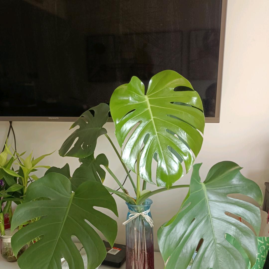 青龙