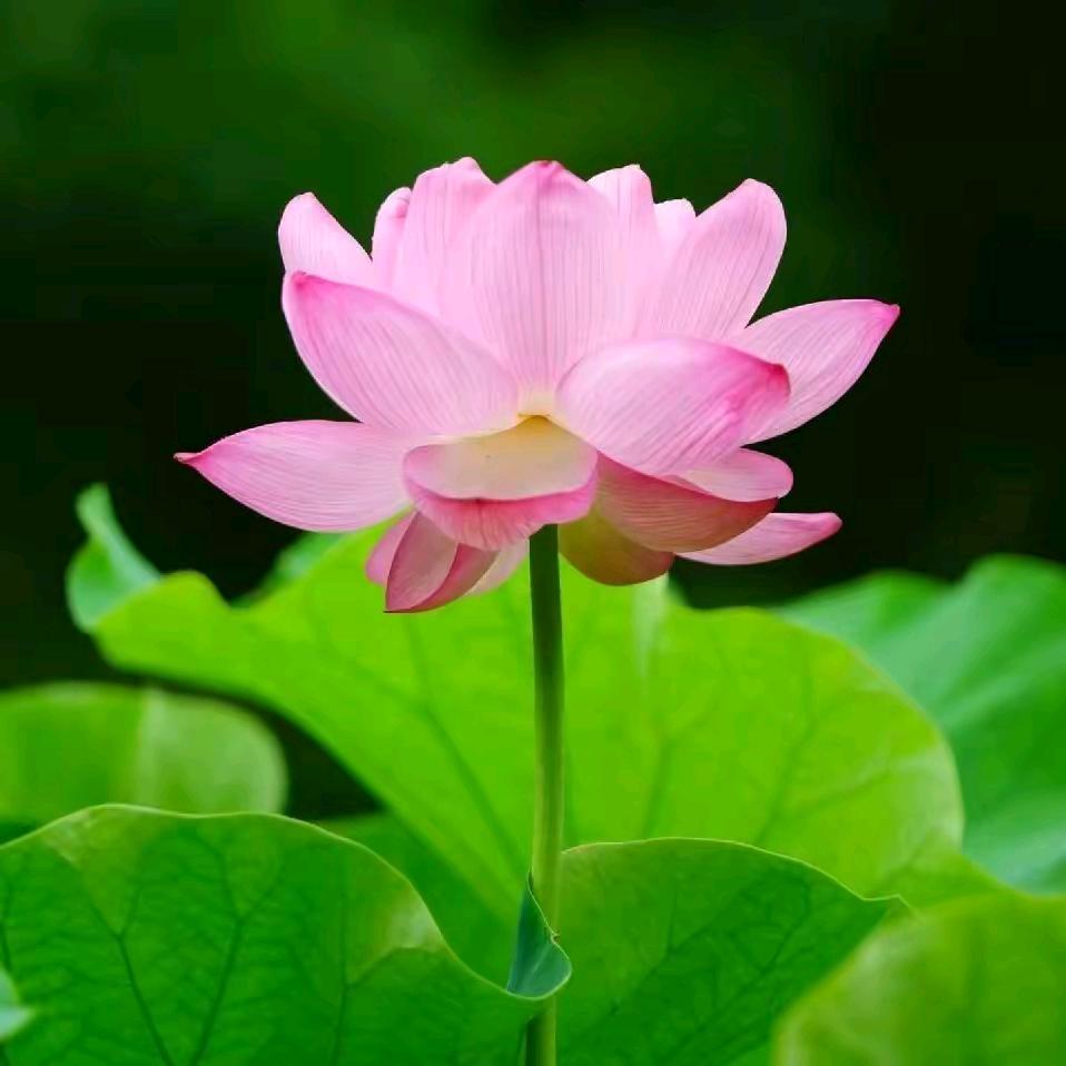 完颜❤️从头在来，有缘人