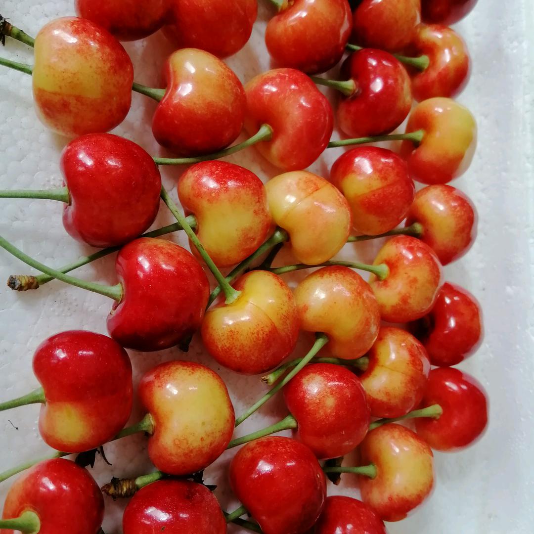 樱桃筱萸