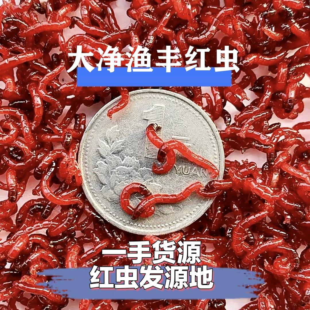 大净渔丰红虫批发