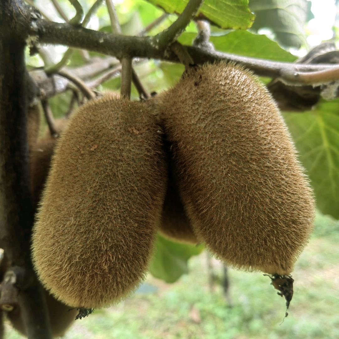 修文县联友猕猴桃种植基地