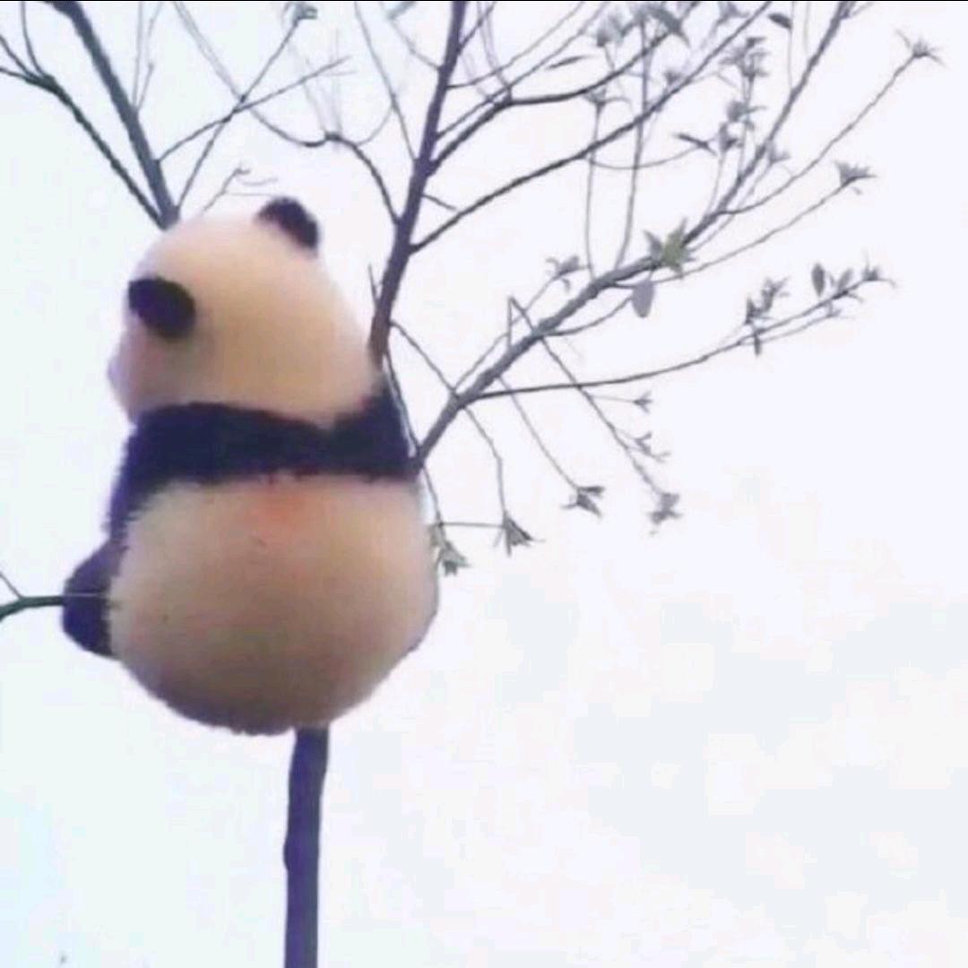 白糖大聪明